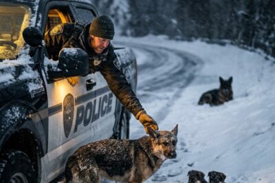 OFFICER OPENS A TRUCK IN THE MIDDLE OF A BLIZZARD — WHAT HE FOUND INSIDE LEFT EVERYONE IN TEARS