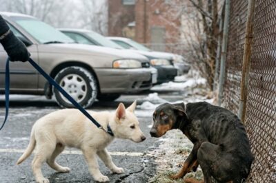 I TRIED TO PULL MY PUPPY AWAY FROM THE STARVING DOBERMAN — SHE REFUSED, AND THEN EVERYTHING CHANGED