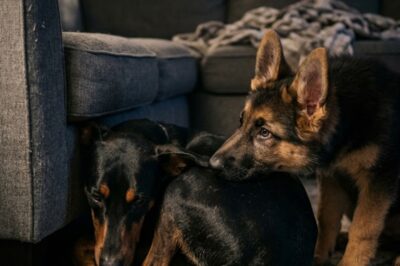 MY PUPPY KNEW SOMETHING WAS WRONG BEFORE I DID—WHAT HAPPENED NEXT SAVED MY LIFE