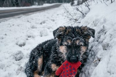 A HALF-FROZEN PUPPY WAS FOUND CLUTCHING A CHILD’S MITTEN—30 DAYS LATER, THE TRUTH SHOCKED EVERYONE