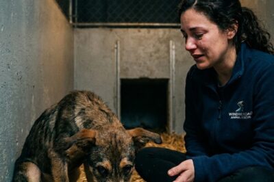 THIS PUPPY REFUSED TO EAT FOR DAYS—UNTIL HER RESCUER SANG ONE SONG AND EVERYTHING CHANGED