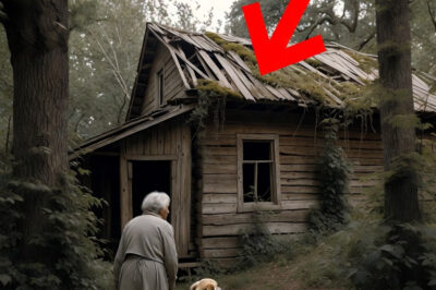 Kicked Out at 70, a Poor Woman and Her Dog Found a Ruined Cabin — Then a Miracle Happens