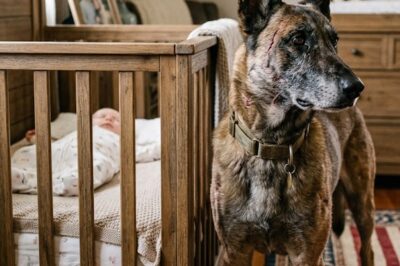 The Battle-Hardened Belgian Malinois Who Guarded Her Daughter’s Crib—Carrying Scars No One Was Meant to See
