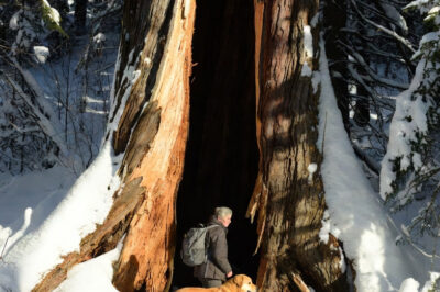 Kicked Out at – 30°F — An Elderly Woman and Her Dog Built a Shelter Inside a Hollow Tree to Survive
