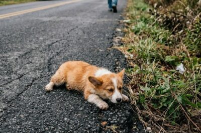 The little corgi trembled on the asphalt, opening and closing its eyes as if it were about to die right there… and no one understood why it kept trying to crawl back to the ditch.